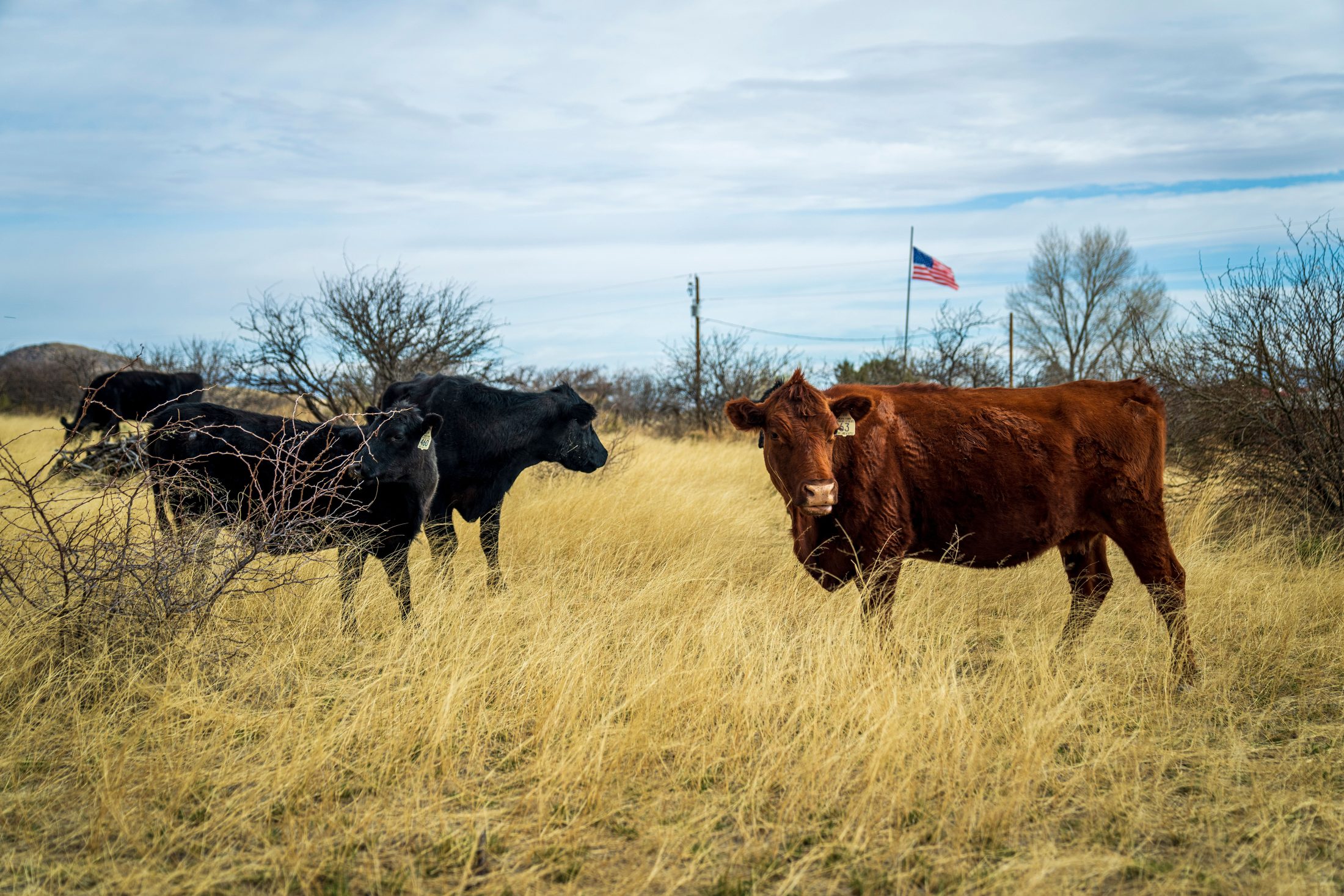 Sapi Amerika (USA)